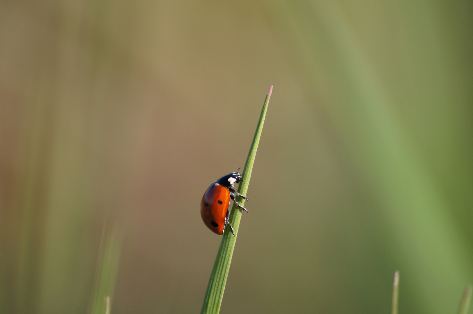 Coccinellidae