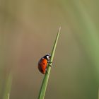 Coccinellidae