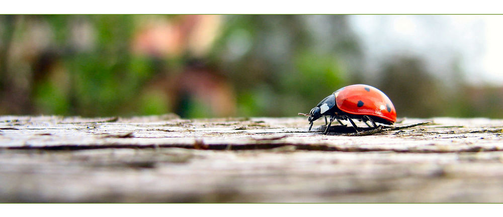 Coccinellidae [2]