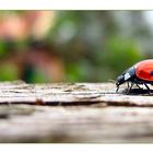 Coccinellidae [2]