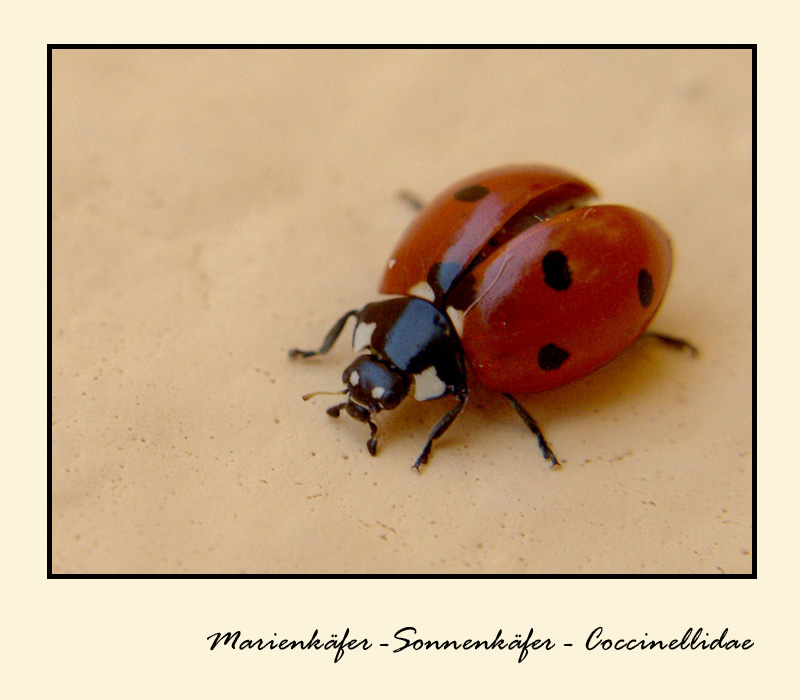 Coccinellidae