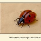 Coccinellidae