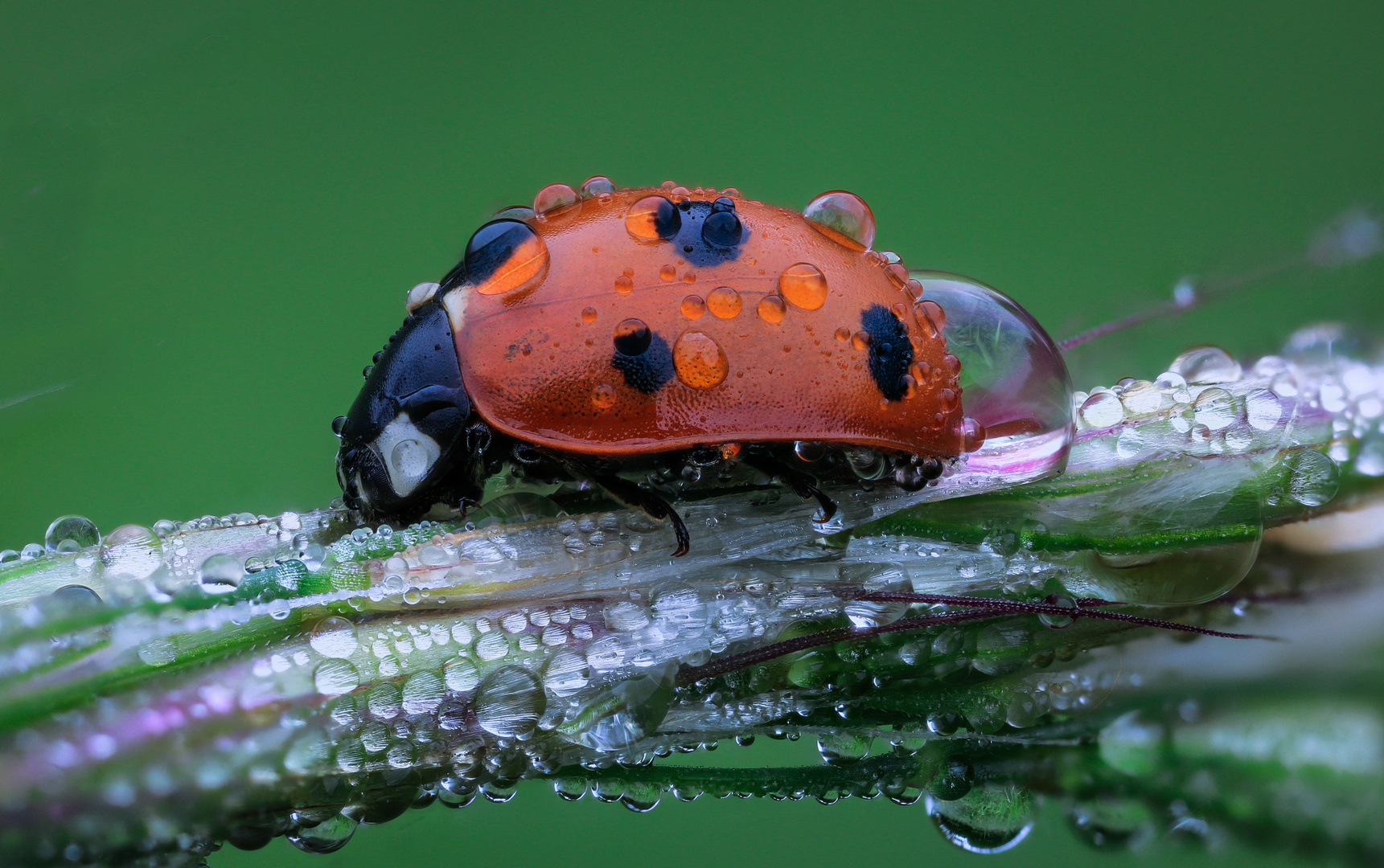 Coccinellidae