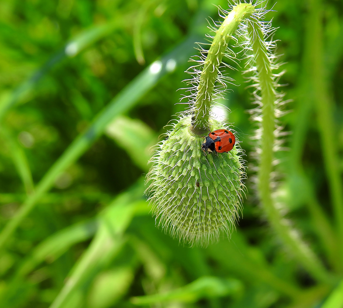 Coccinellidae