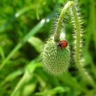 Coccinellidae