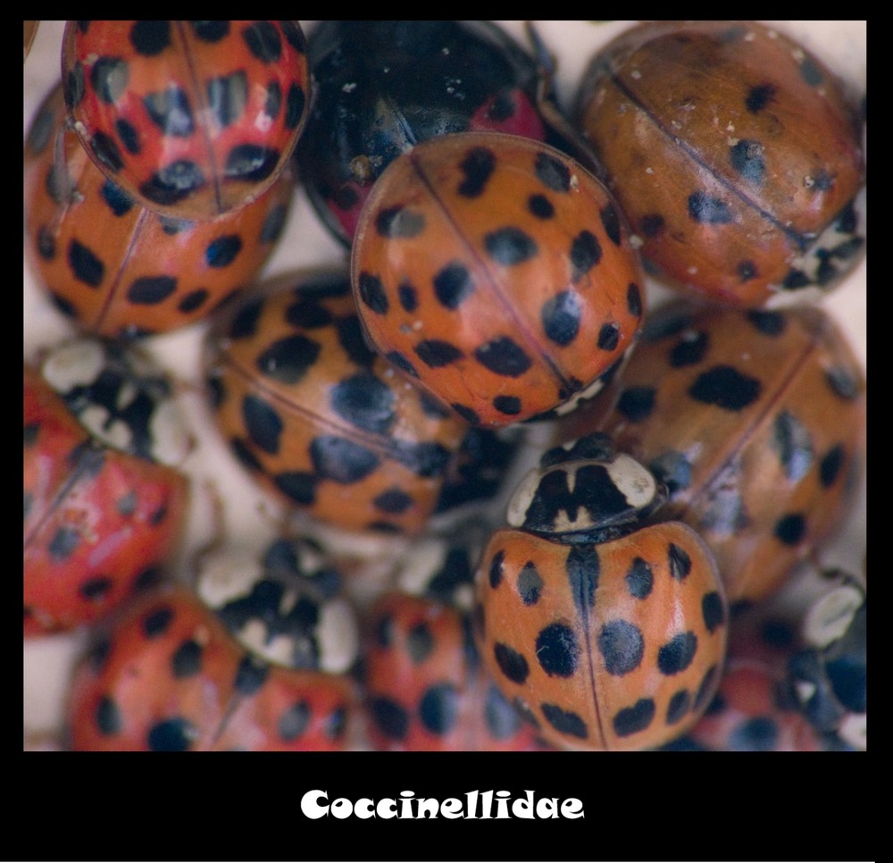 Coccinellidae