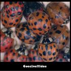 Coccinellidae