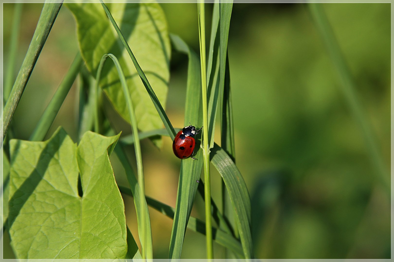 Coccinellidae