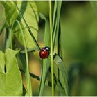 Coccinellidae