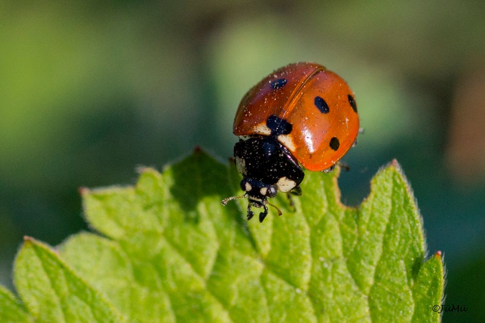 Coccinellidae Foto & Bild tiere, wildlife, insekten Bilder auf