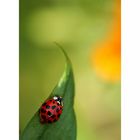 Coccinellidae...