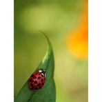 Coccinellidae...