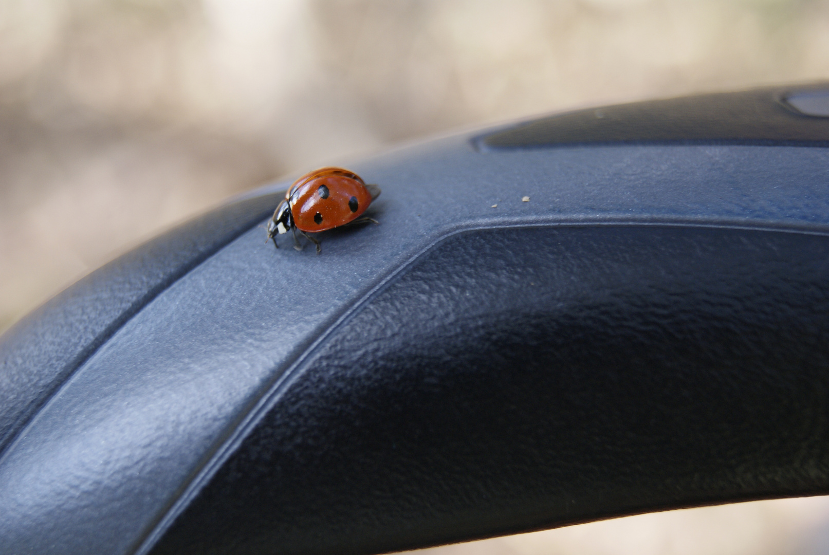 Coccinellidae