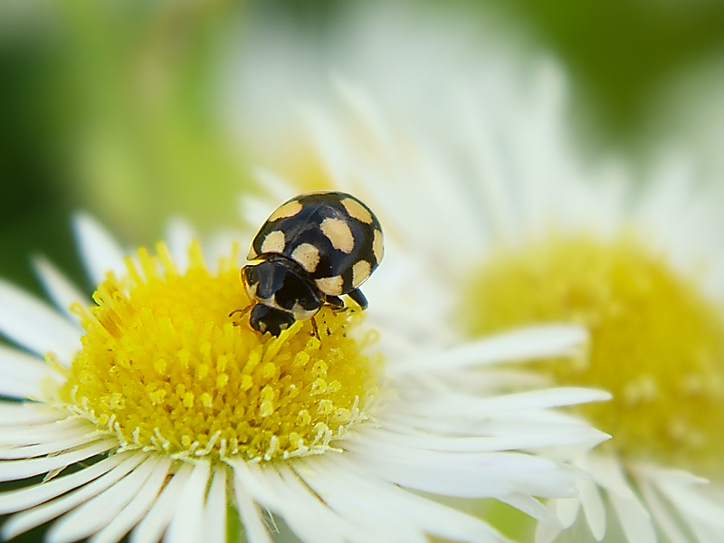 Coccinellidae