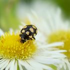 Coccinellidae