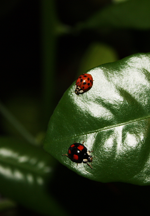 coccinellidae