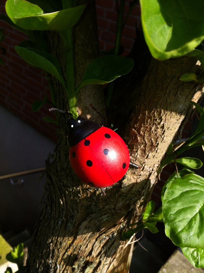 Coccinellidae adulterinus ...