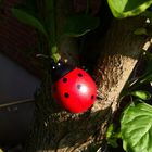 Coccinellidae adulterinus ...