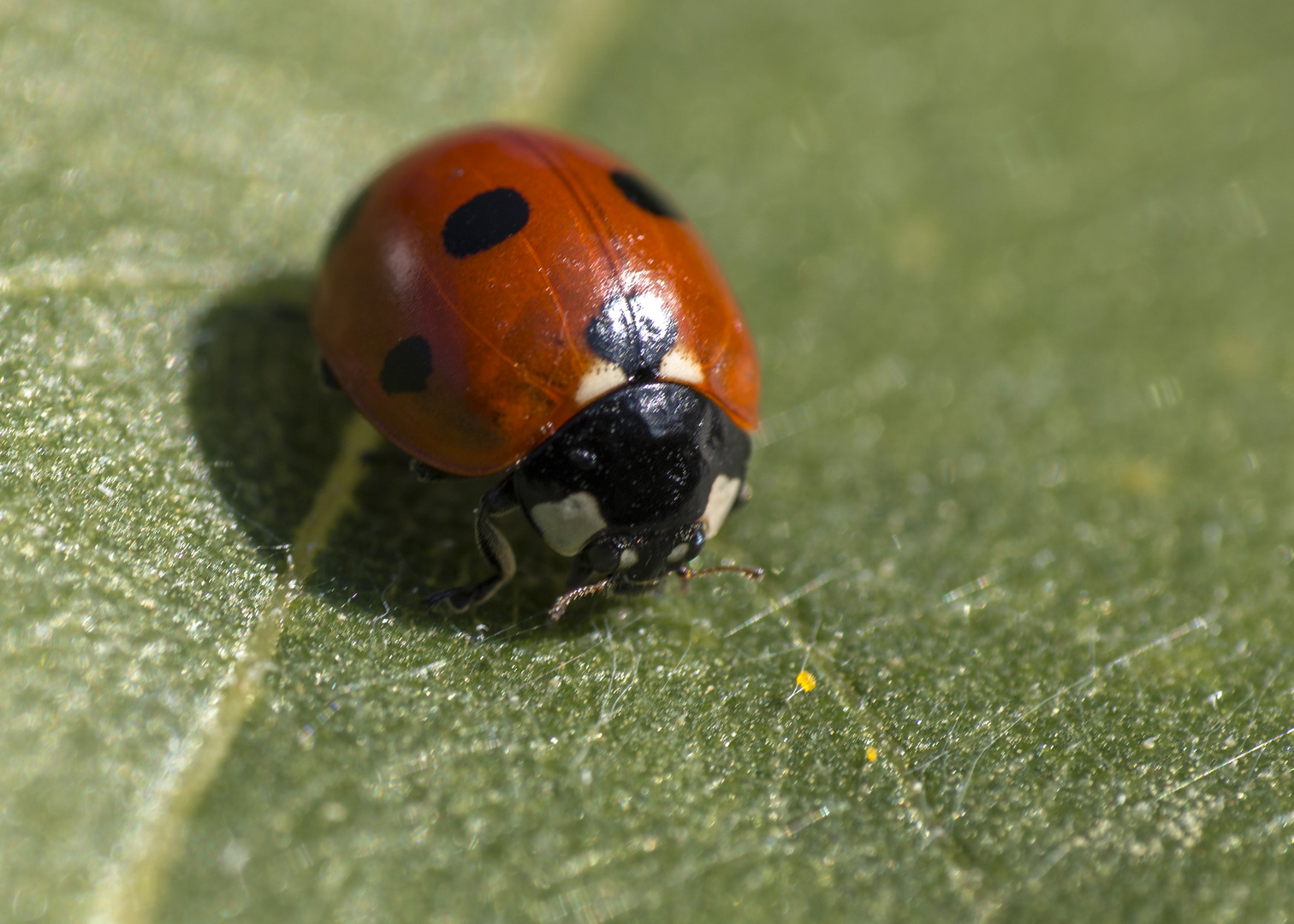 Coccinellidae ääähh Glückskäferchen:-)