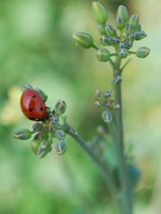 Coccinellidae