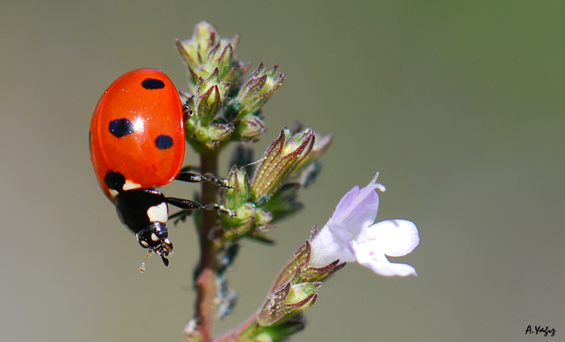 Coccinellidae