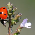 Coccinellidae