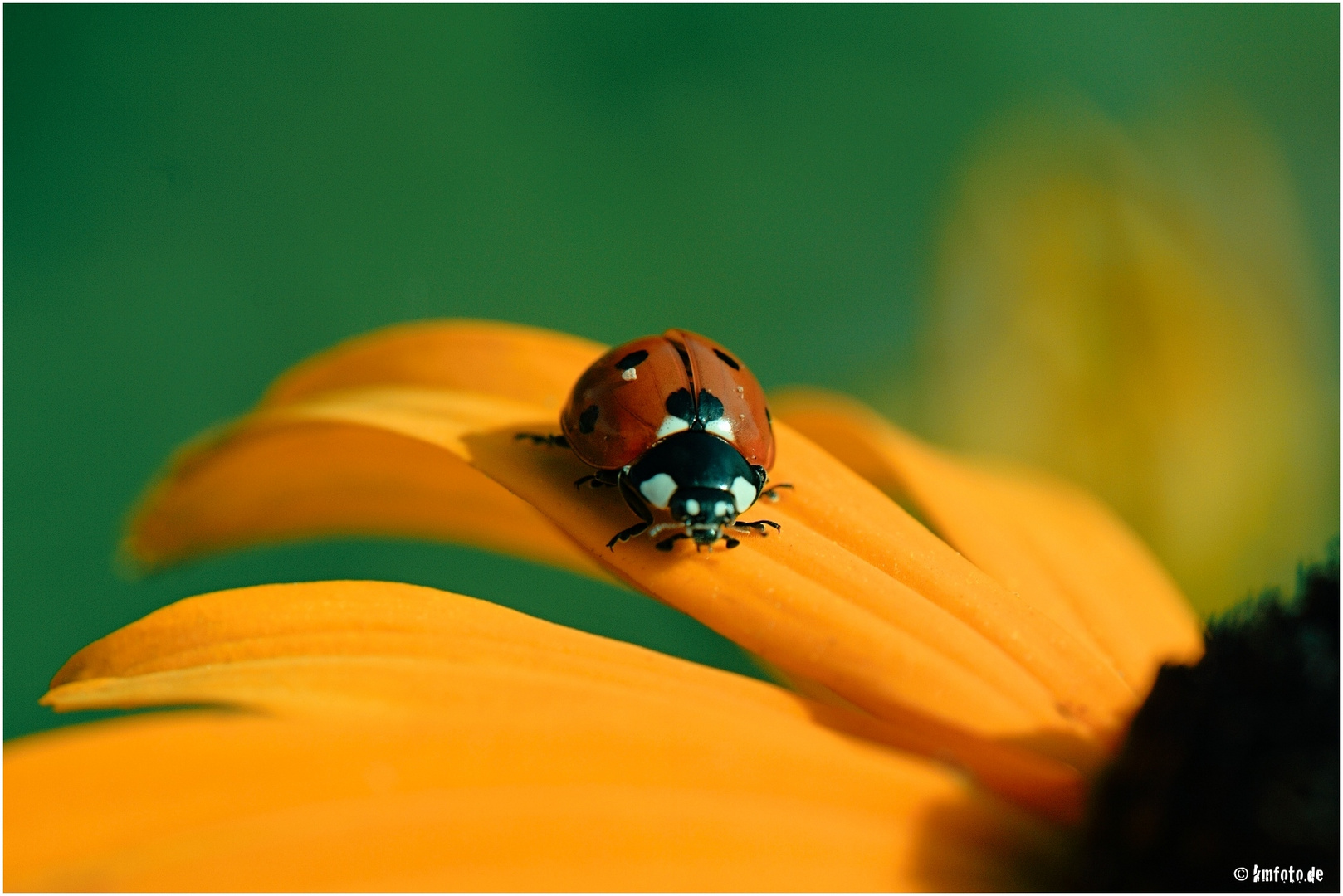 Coccinellidae