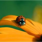 Coccinellidae