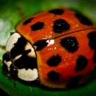 "Coccinellidae" - Marienkäfer II