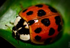 "Coccinellidae" - Marienkäfer II