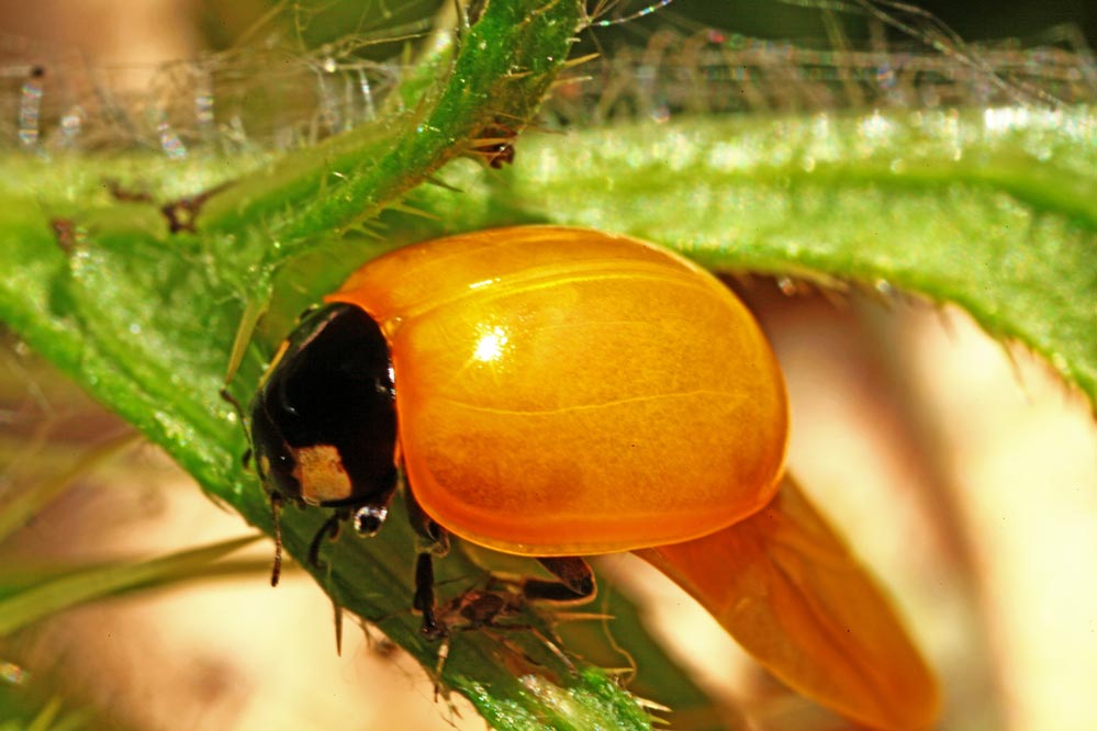 Coccinellidae sehr jung, er hat noch keine Punkte