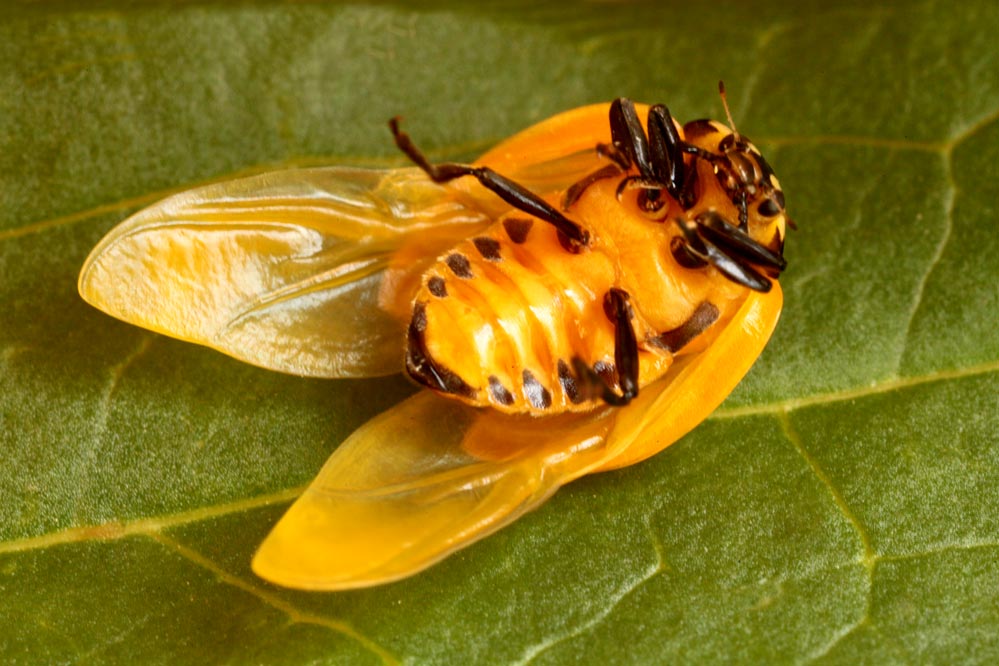 Coccinellidae sehr jung, er hat noch keine Punkte, Flügel raus zum Trocknen.