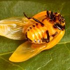 Coccinellidae sehr jung, er hat noch keine Punkte, Flügel raus zum Trocknen.