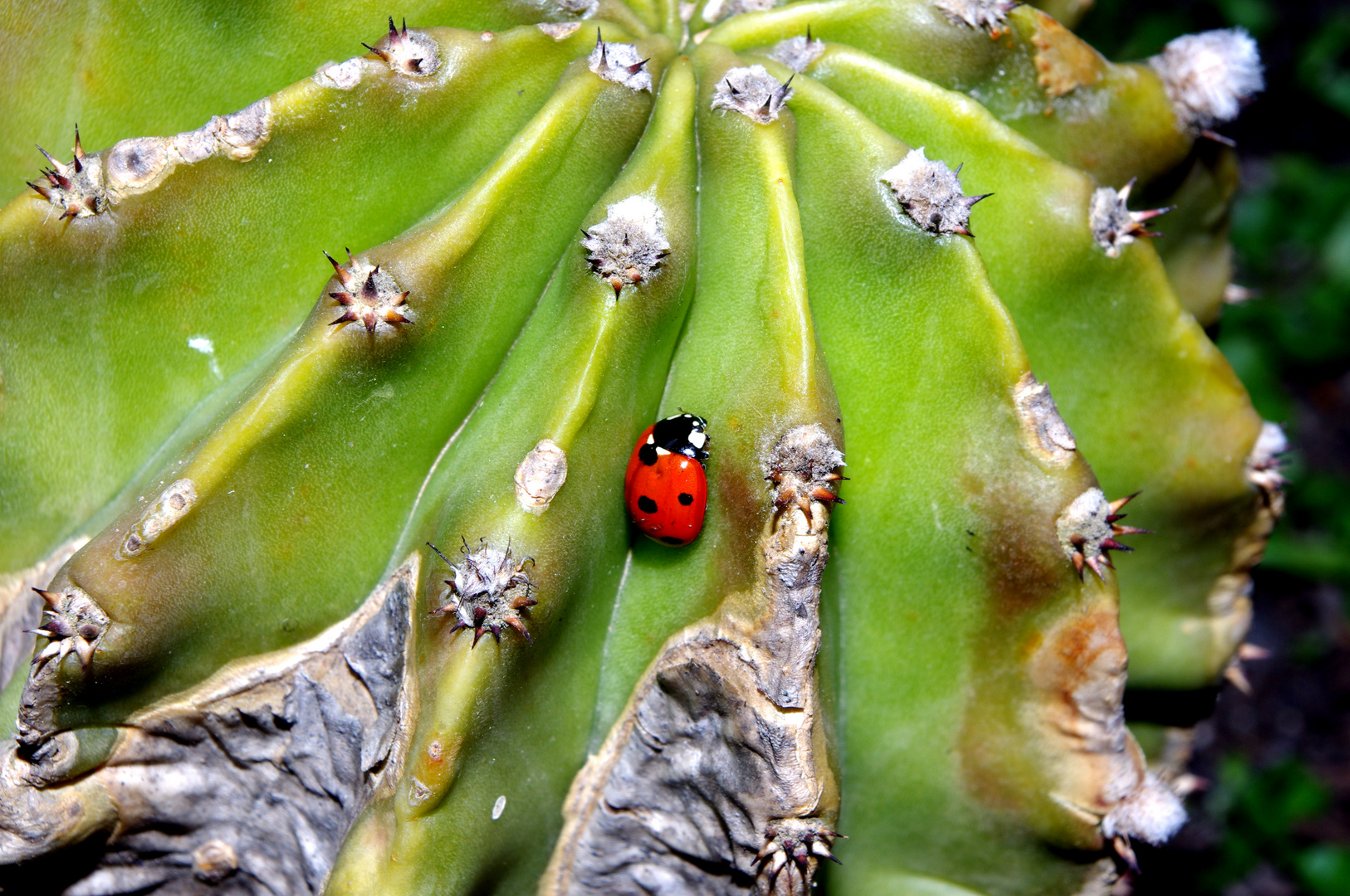 Coccinellina.