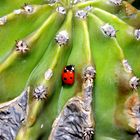 Coccinellina.