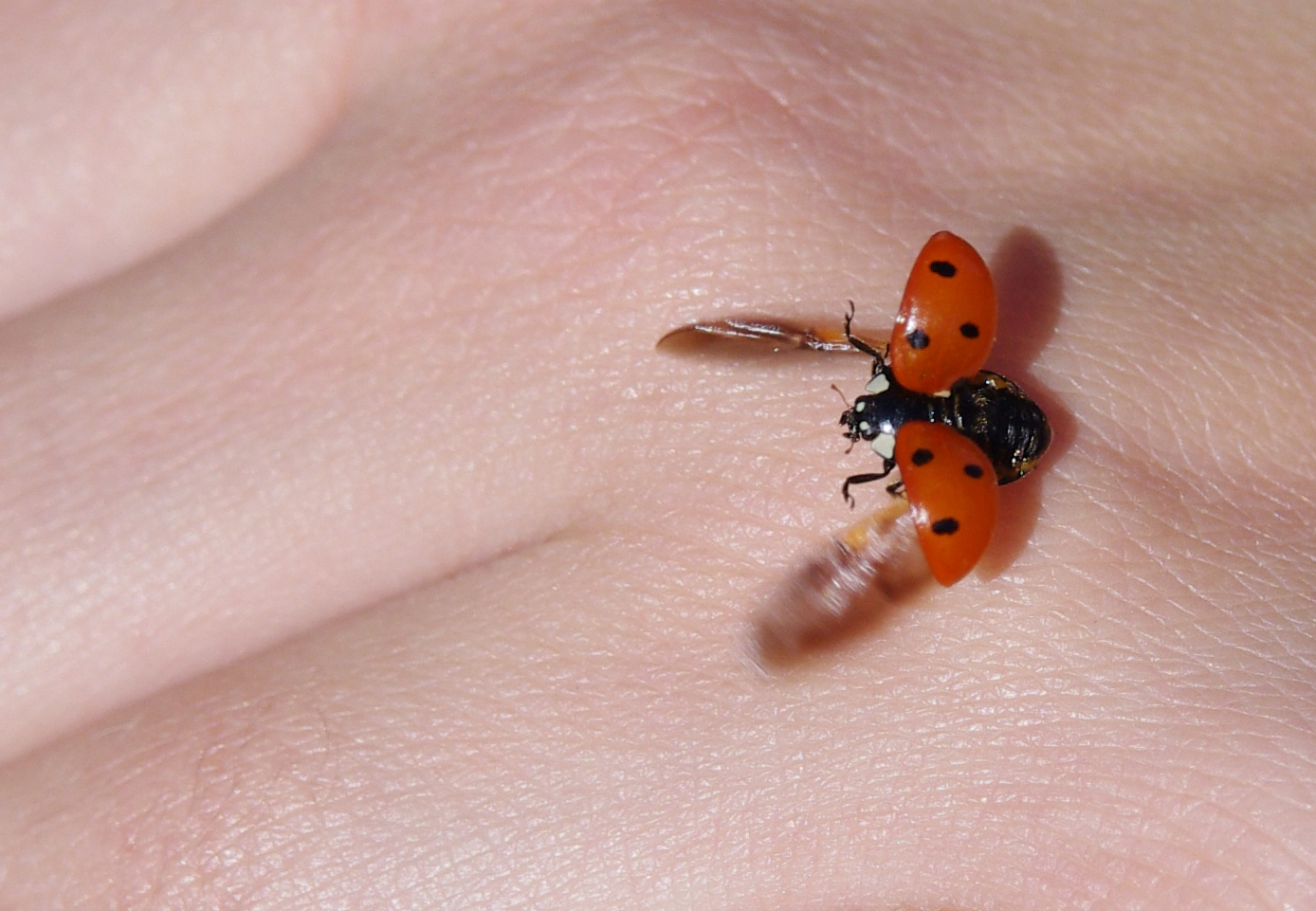 Coccinetna