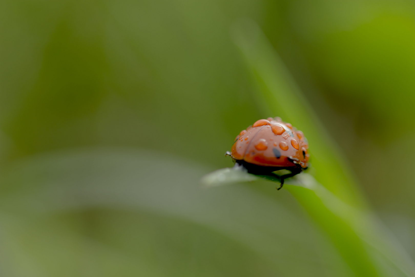 Coccinnelle 