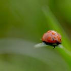 Coccinnelle 