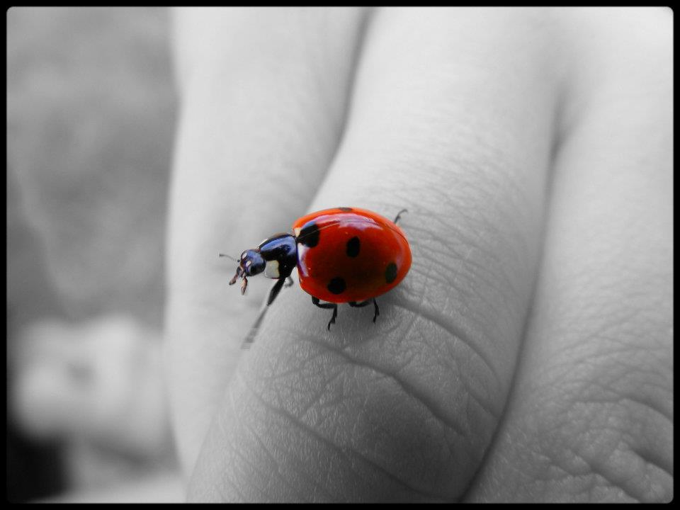 Coccinnelle