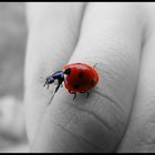 Coccinnelle