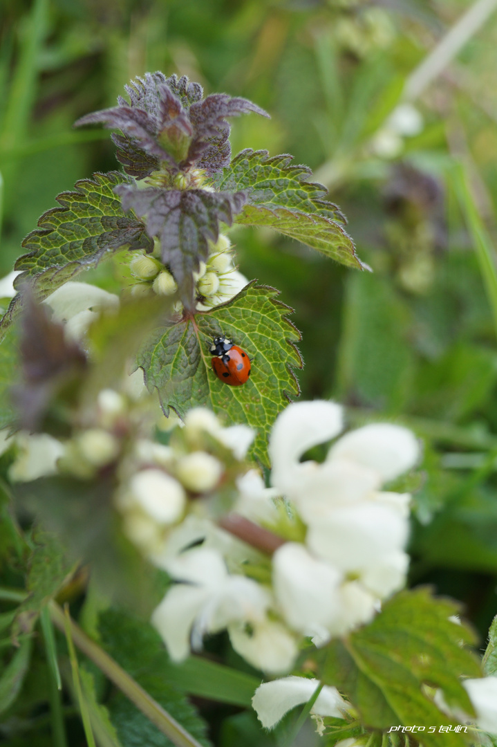 Coccinnelle Demoiselle