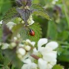 Coccinnelle Demoiselle