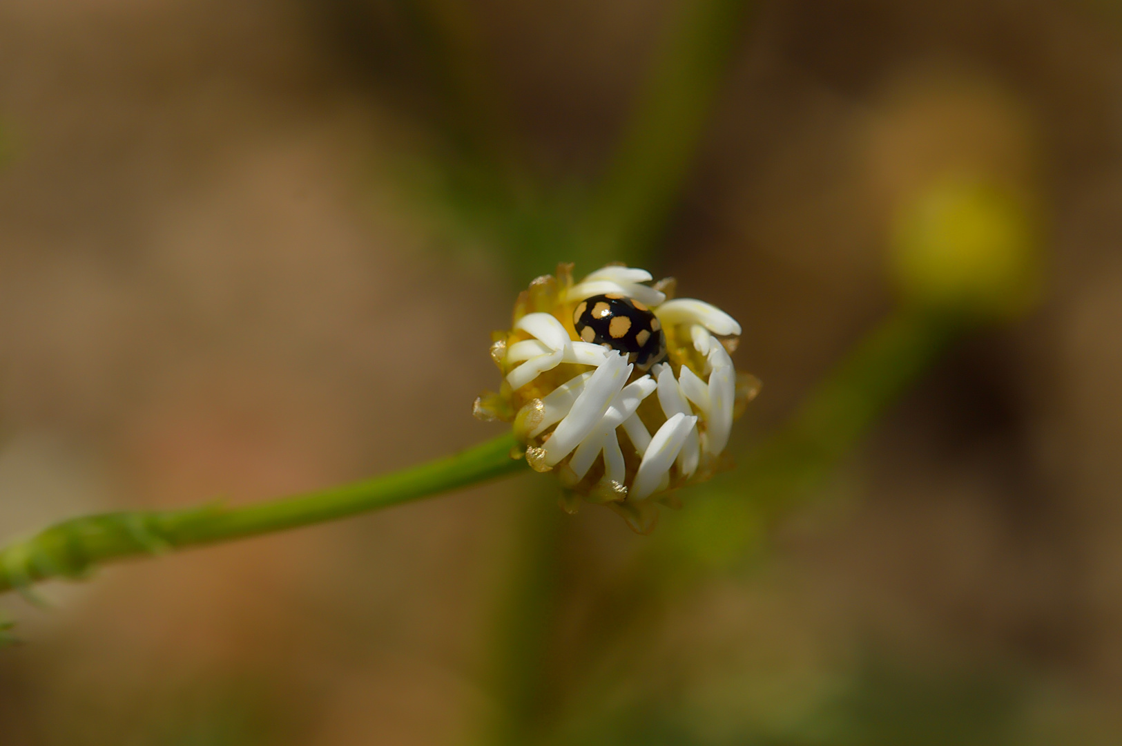 Coccinula quatuordecimpustulata, Trockenrasen-Marienkäfer