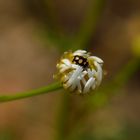 Coccinula quatuordecimpustulata, Trockenrasen-Marienkäfer