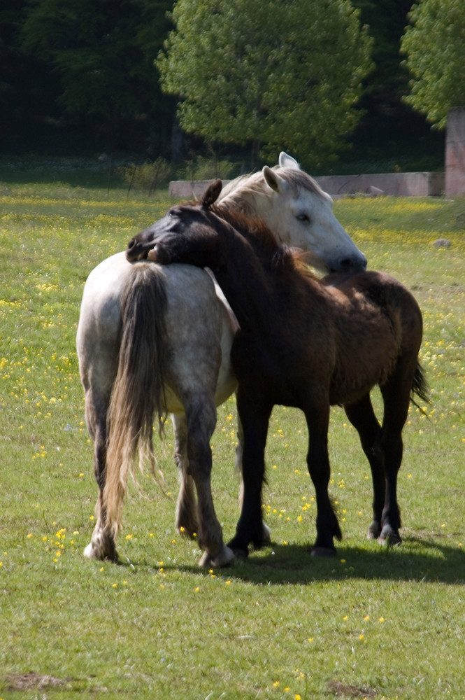 Coccole di Davide Torrini 