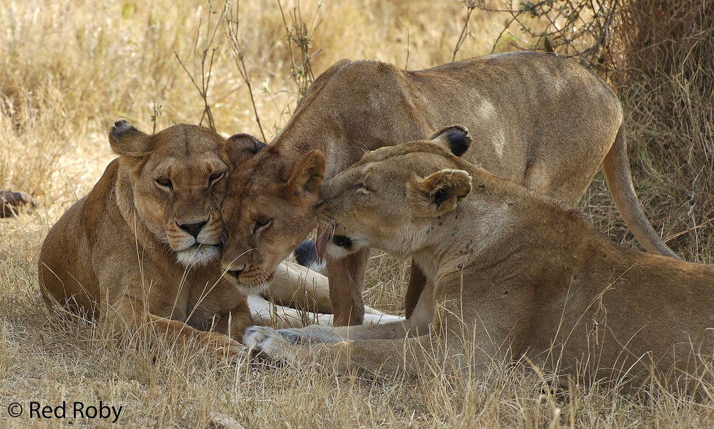 Coccole di famiglia (Tanzania)