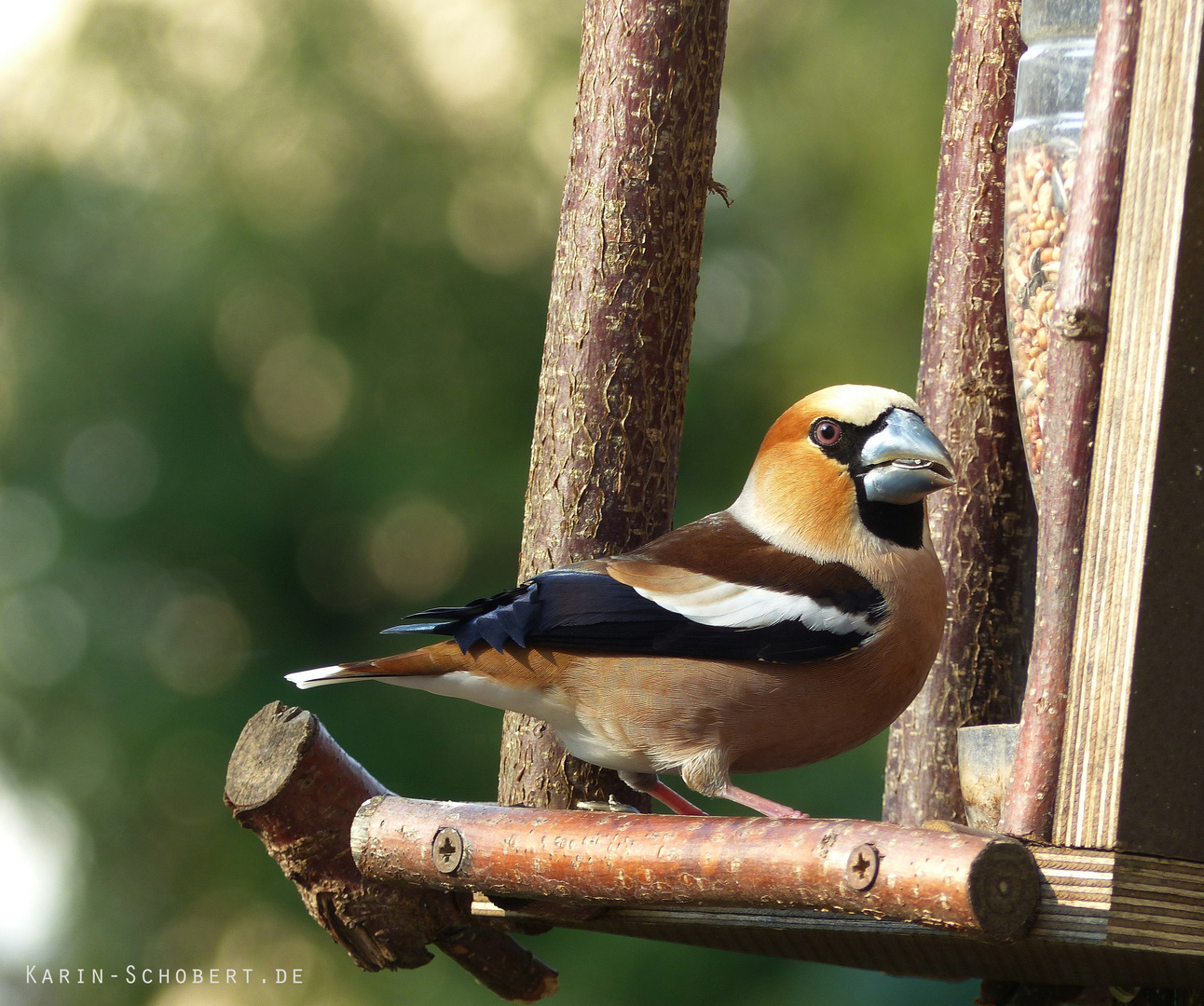 Coccothraustes