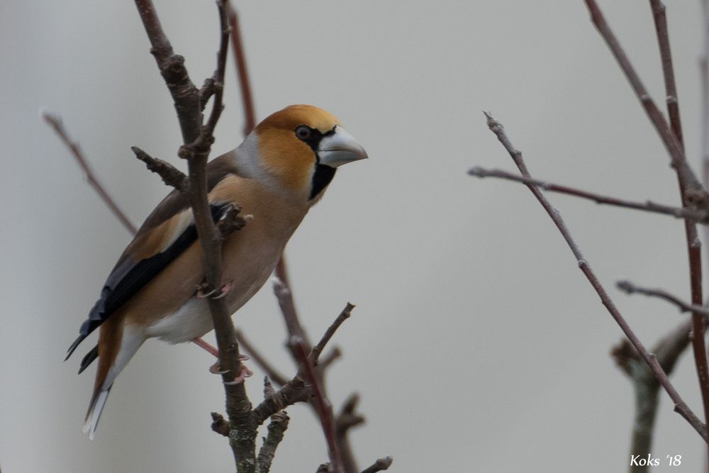 Coccothraustes 