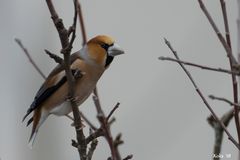 Coccothraustes 