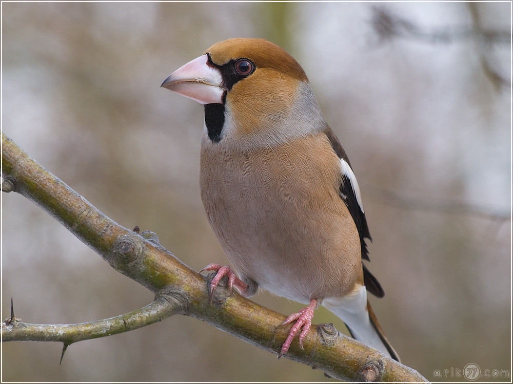 Coccothraustes coccothraustes